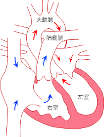 図の左が正常心臓